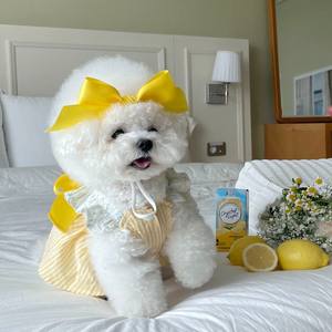 Vêtements pour chiens ZHONGYA : Robe coréenne mignonne à carreaux rouges avec broderie, collection printemps, best-seller - Product Image 3