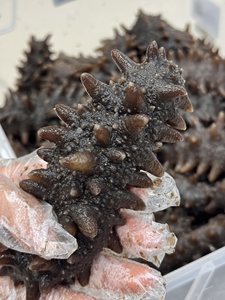 Cetriolo di Mare di Alta Qualità Pronto da Mangiare, Confezione Regalo per Anno Nuovo per Anziani e Amici - Product Image 4