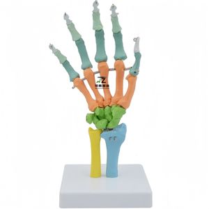Nouveau modèle articulé de main 1:1 avec points de départ et d'arrivée des muscles, modèle pédagogique pour hôpitaux et écoles - Product Image 1