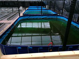 Lona redonda personalizada para cultivo de peces, lona recubierta de Pvc, azul, amarillo, verde, rojo, blanco, 9500L - Product Image 5