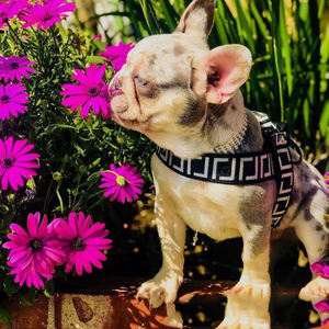 Hunde geschirr Leinen Set Französische Bulldogge <span class=keywords><strong>Schnauzer</strong></span> Corgi Chihuahua Groß Mittel Klein Hunde halsband Nylon Brief Verstellbar Langlebiges Haustier - Product Image 2