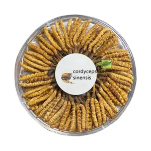 OEM Cordyceps Polysaccharide Dried Cordyceps Militaris Bulk Cordyceps Sinensis