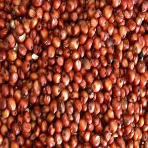 Offre Spéciale : Grains de Sorgho Rouge Séché 100% Naturel pour Usage Industriel, Fabrication de Bière, Farine Alimentaire, Alimentation Bovins et Volailles, Source d'Énergie, Vente en Gros - Product Image 3