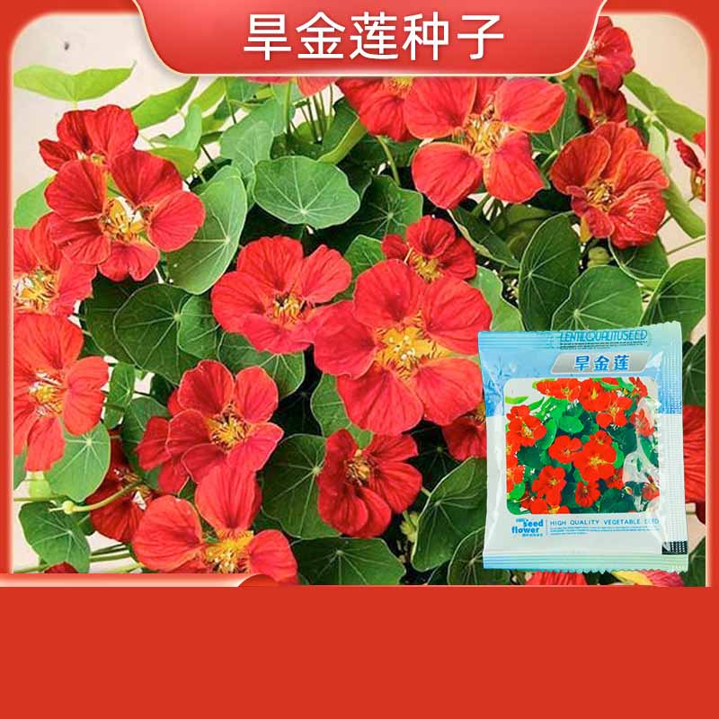 12# Hibiscus modifiable