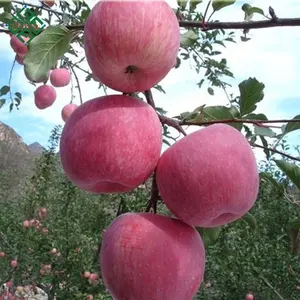 แอปเปิ้ลฟูจิสีแดงสดแอปเปิ้ลรอยัลกาล่าแอปเปิ้ลจีนแสนอร่อย