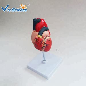 Lebensgroßes menschliches Körper-Herz-Split-Herz-Modell, das medizinisches Bildungs modell für Studenten unterrichtet - Product Image 3