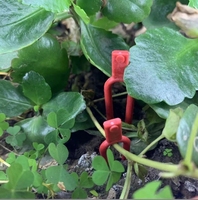 Épingles de propagation en plastique pour jardinage, clips de support pour fraises, fourches de culture de fraises, supports pour plantes