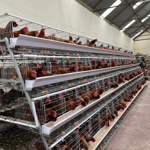 Cage de batterie Couche Oeuf de poulet cages de Type a pour couches Ferme avicole de couche automatique 96/120/128/160 Capacité Cage de ponte d'oiseaux - Product Image 1