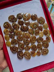 Pierres d'ammonites de qualité supérieure, naturelles, polies, décoratives, objets de collection pour la décoration intérieure et les articles cadeaux, disponibles à la vente - Product Image 2