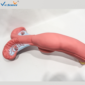 Modèle d'utérus <span class=keywords><strong>bovin</strong></span> sectionné haute simulation pour l'enseignement de l'anatomie vétérinaire et la <span class=keywords><strong>formation</strong></span> en insémination artificielle CE/ISO/ROHS/CNAS - Product Image 6