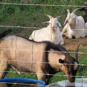 Valla de malla de alambre para ovejas, cerca portátil galvanizada de recubrimiento pesado de zinc para granja, campo y ciervos - Product Image 5
