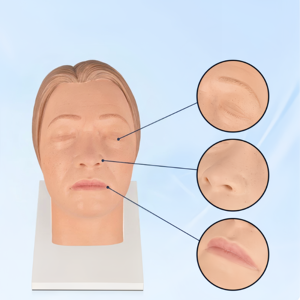 Modèle d'entraînement en silicone de tête humaine pour injections chirurgicales et cosmétiques avec nerfs faciaux et vaisseaux sanguins simulés - Product Image 3