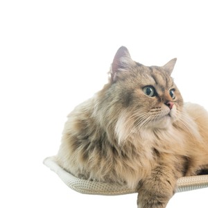 Hamac de fenêtre amovible rétractable <span class=keywords><strong>suspendu</strong></span> ventouse pour chat en verre nid de couchage pour chat peut être personnalisé - Product Image 5