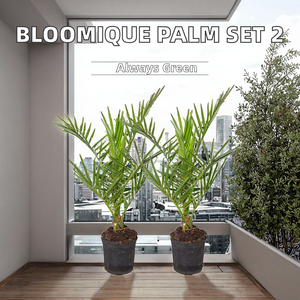 Bloomique - Lot de 2 - Phoenix canariensis - Palmier d'île de la Réunion - Perpétuaire - Chine - Plantes d'extérieur résistantes <span class=keywords><strong>pour</strong></span> <span class=keywords><strong>balcon</strong></span> - Hauteur 50-70 cm - Pot 15 cm - Product Image 1