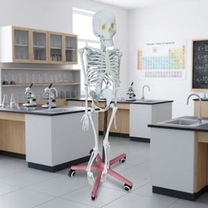 Modelo Anatómico de Esqueleto Humano Articulado de Tamaño Real con Soporte Rodante para Entrenamiento en Ciencias Médicas MAYALAB PVC - Product Image 3
