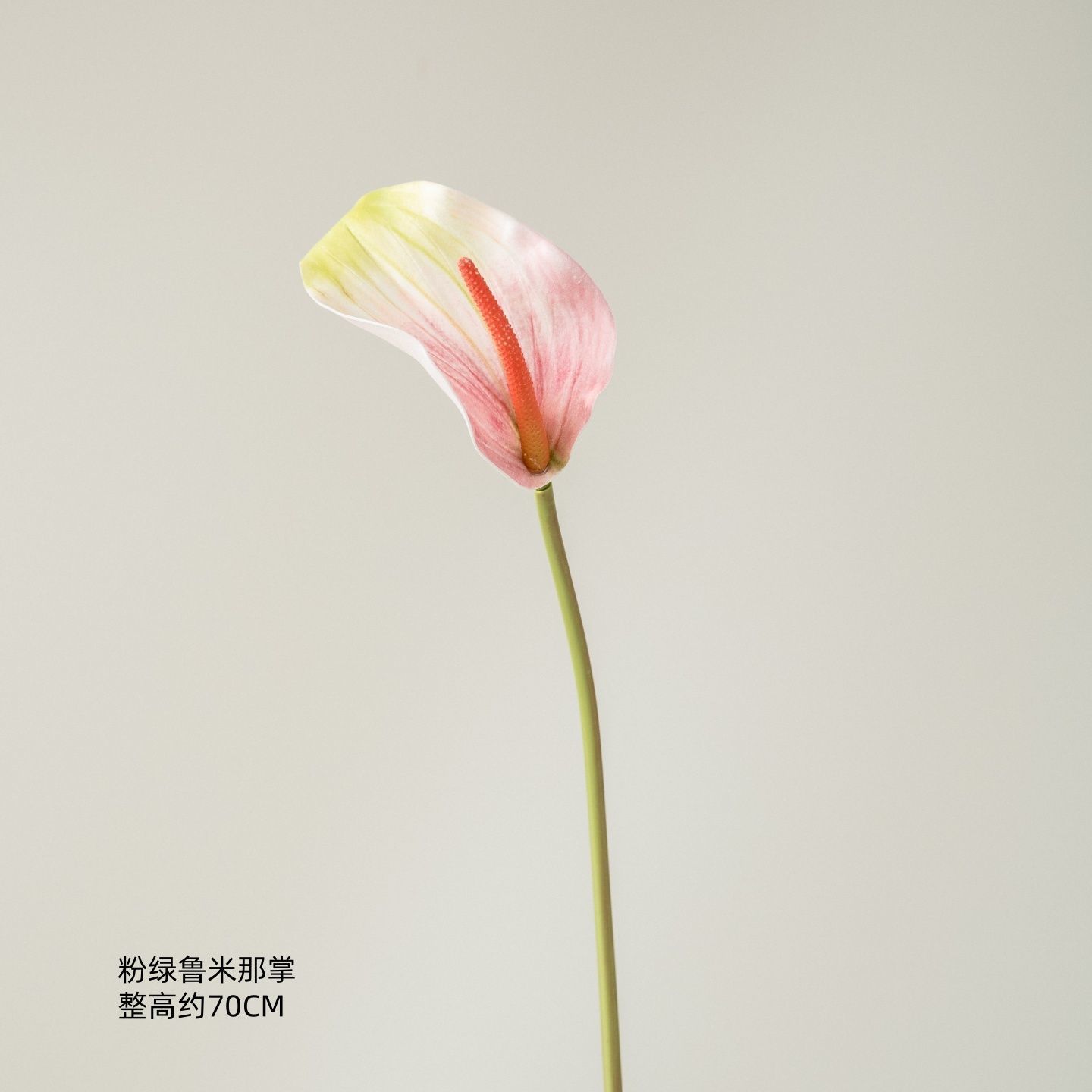 Palmier Lumina rose et vert