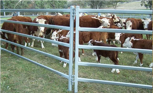 Panneaux portables économiques pour moutons et chèvres, clôture temporaire pour pâturage avec connexion rapide par goupille - Product Image 6