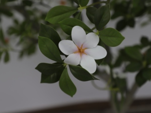 Arbre artificiel de gardénia <span class=keywords><strong>en</strong></span> crêpe de <span class=keywords><strong>jasmin</strong></span>, 190 cm de haut, plante <span class=keywords><strong>en</strong></span> <span class=keywords><strong>pot</strong></span> pour sol, simulation de verdure pour la décoration intérieure et extérieure du salon - Product Image 6