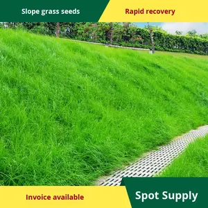 جميع المواسم دائمة الخضرة لأسنان الكلاب بذور جذور العشب لمشاريع تخضير المنحدرات مقاومة للجفاف للحرارة لتربة العشب - Product Image 5