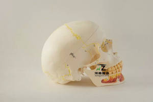 Modelo de Cráneo Adulto para Ciencias Médicas con Nervios, 10 Partes, para Estudio Dental, en Resina - Product Image 3