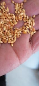 1公斤白子仁批发生白子仁去皮白子仁种子用于草药 - Product Image 3