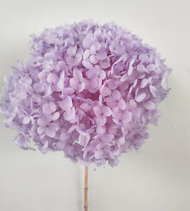 Vente en gros <span class=keywords><strong>Bouquet</strong></span> d'<span class=keywords><strong>hortensia</strong></span> véritable hortensias préservé pour toujours fleurs d'<span class=keywords><strong>hortensia</strong></span> au toucher réel - Product Image 2