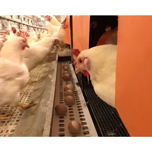 Construction de poulailler moderne Conception de plan de ferme à poulets et fourniture d'équipement Système automatique de collecte des œufs
