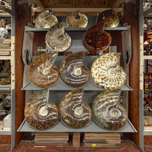 Spécimen fossile d'<span class=keywords><strong>ammonite</strong></span> irisé naturel de Madagascar escargot en cristal opalisé pour l'éducation aux sciences biologiques de base - Product Image 3