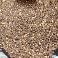 Chai Hu, racines d'herbe normale Bupleurum Chinense, RADIX BUPLEURI, à vendre