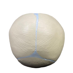 Modelo Anatómico de Ciencias Médicas, Modelo de Anatomía del Cuerpo Humano, Cráneo de Feto, Modelo Anatómico de Esqueleto - Product Image 3