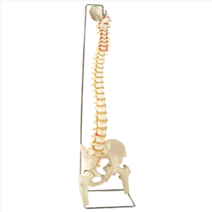 Modelo de Columna Vertebral Sacra Magnética A123, Maniquí de 85 cm con Columna Vertebral Flexible, Pelvis, Fémur y Sacro - Product Image 1