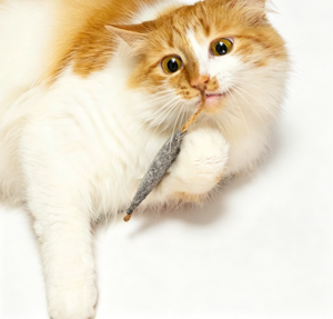 Giocattolo per Gatti Fatto a Mano in Feltro <span class=keywords><strong>di</strong></span> Lana a Forma <span class=keywords><strong>di</strong></span> Topo con Coda in Sisal, Non Tossico, Resistente ai Morsi, Gioco Interattivo per Gatti - Product Image 5