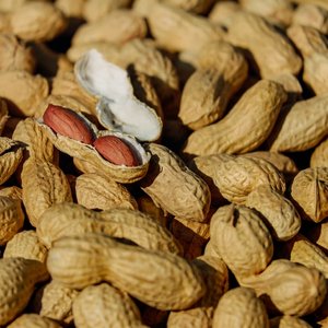 Arachides fraîches de première qualité, nouvelle récolte, arachides indiennes de saison, arachides dorées de qualité supérieure. - Product Image 1