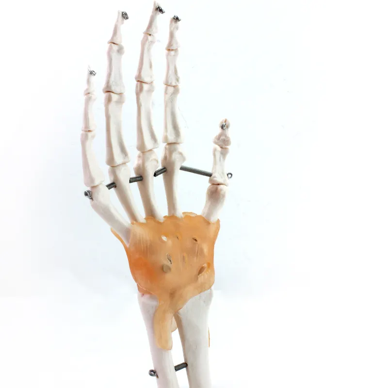 Berserk China 85Cm Menselijke Spinale Zenuwen Anatomie Skelet Medisch Leermodel