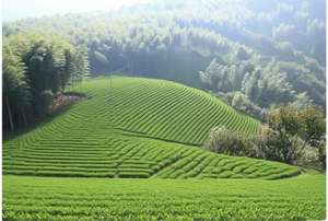 We <span class=keywords><strong>Tea</strong></span> in Zhangjiajieで、Gro <span class=keywords><strong>Tea</strong></span> Plantsw a Natural Wild高高度およびPollutionfree TeaHigh高品質カスタマイズホワイトティー - Product Image 5