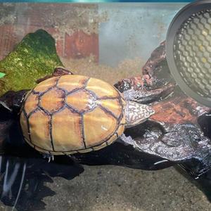 Lampe chauffante pour reptiles écologique à spectre complet UVB, complément de calcium solaire pour tortue terrestre, lézard, boîte pour animaux de compagnie - Product Image 4