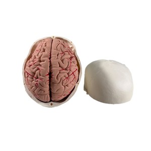 Modelo de Cráneo Blanco con Cerebro de 8 Partes para Educación Dental - Herramienta de Entrenamiento Anatómico - Product Image 2