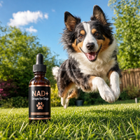 Gouttes liquides NAD+ NMN pour chiens - NMN, NAD, PPQ, Resvératrol, CoQ10 - Complément anti-âge - Étiquette privée OEM disponible