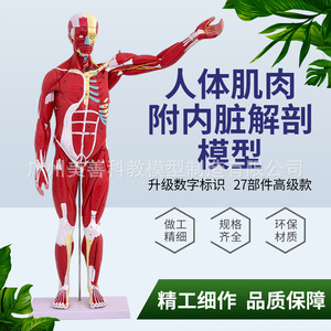 Modelo de anatomía muscular humana de cuerpo completo para simulación de enseñanza, 80 cm de largo, modelo de anatomía muscular médica desmontable de 27 piezas - Product Image 1