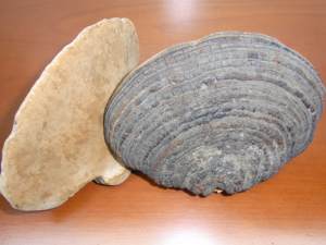 Leão <span class=keywords><strong>shiitake</strong></span> maitake cogumelo cordyceps, extrato de micelânio - Product Image 4