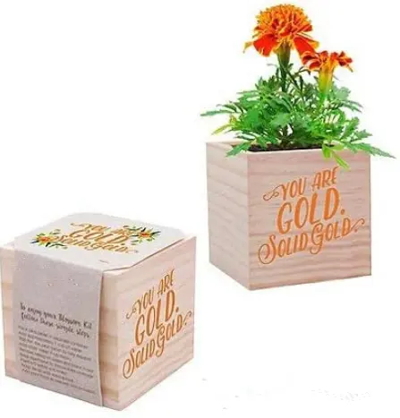 Plant herb flower gardening wooden Growing kit Wholesale Wooden Square Box custom-made Eco cube gift
