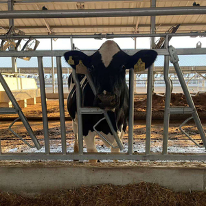 Équipement de clôture pour l'élevage de bovins/vaches, pince de cou galvanisée à chaud de 80 µm d'épaisseur à vendre - Product Image 3
