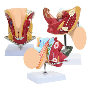 Modèles du système reproducteur masculin et féminin ; modèles pédagogiques du système urinaire hospitalier ; modèles d'anatomie sagittale des organes humains. - Product Image 1