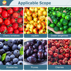 Máquina Calibradora de Frutas ORME, Máquina de Clasificación de Aguacates, Máquina de Lavado y Encerado de Frutos Secos, Máquina Clasificadora para Naranjas - Product Image 6