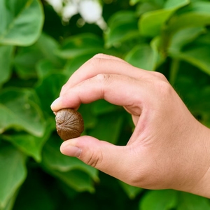 Castagne fresche biologiche di alta qualità e lavorazione cruda deliziosa e sana - Product Image 3