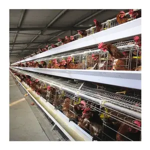 Chicken Layer Cage Manufacturer Poultry Hens Galvanized Chicken Cage For Sale