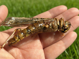 Sauterelles séchées <span class=keywords><strong>comestibles</strong></span> sans hormone, protéines d'<span class=keywords><strong>insectes</strong></span> à absorption élevée pour l'<span class=keywords><strong>alimentation</strong></span> animale et la consommation humaine - Product Image 6