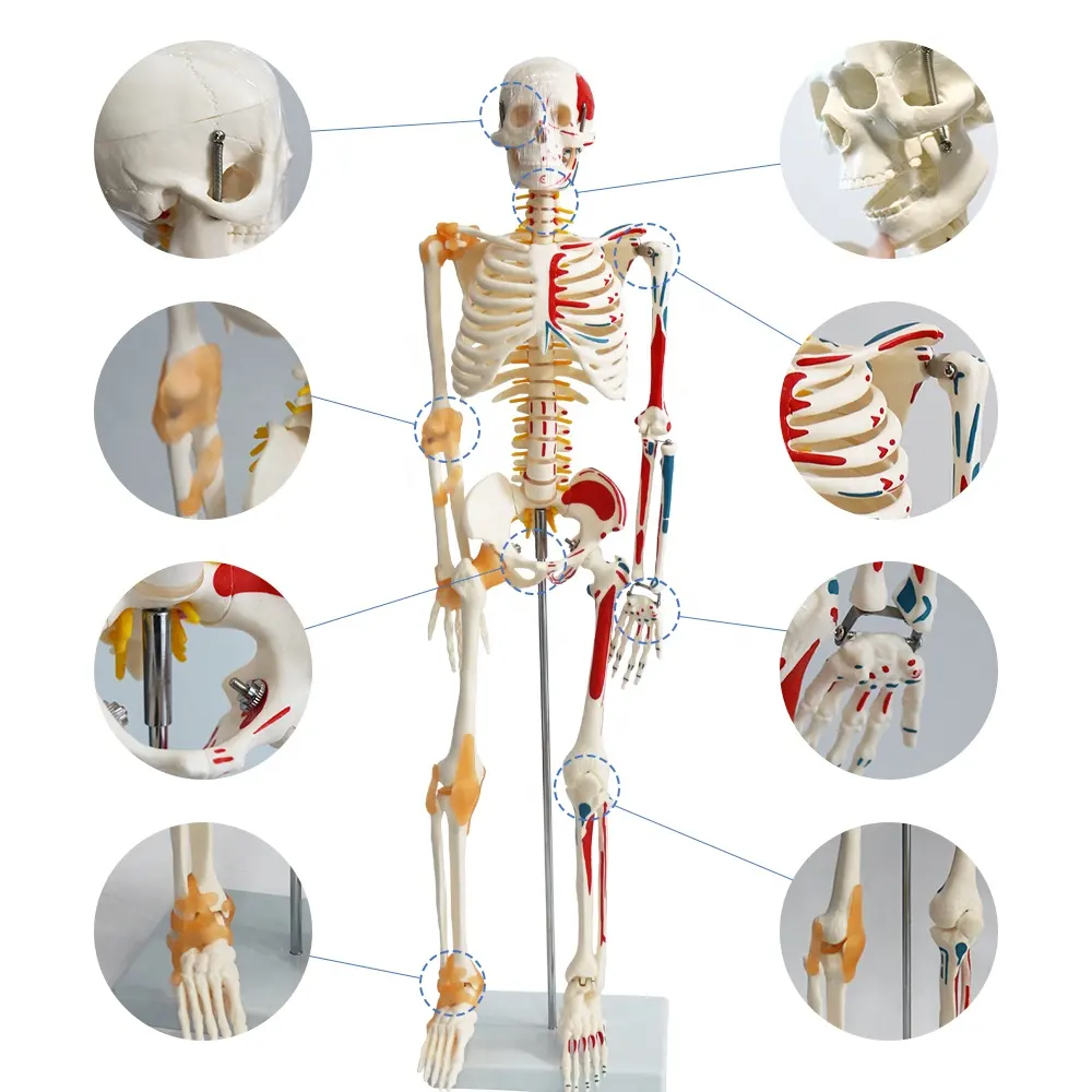 Shenniu — figurines anatomiques en PVC, demi-Muscle et demi-filament Vertical 85cm fait par les jambes, squelette détachable, médical
