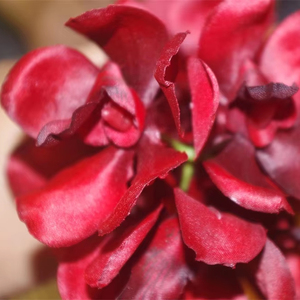 Prezzo competitivo 3D stampa fiori di plastica peonia <span class=keywords><strong>Vanda</strong></span> per piante <span class=keywords><strong>da</strong></span> esterno decorazione della parete il giorno della mamma cinese capodanno case - Product Image 2