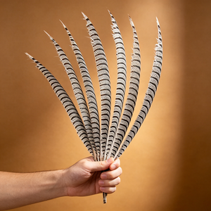 Plumas de cola de faisán Reeves de primera calidad - Perfectas para la fabricación de sombreros, manualidades de atrapasueños y accesorios de disfraces de teatro - Product Image 1